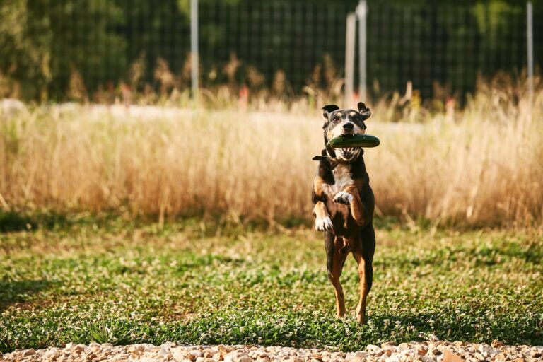 649199554 1337673405062154 7618367723849509861 n 768x512