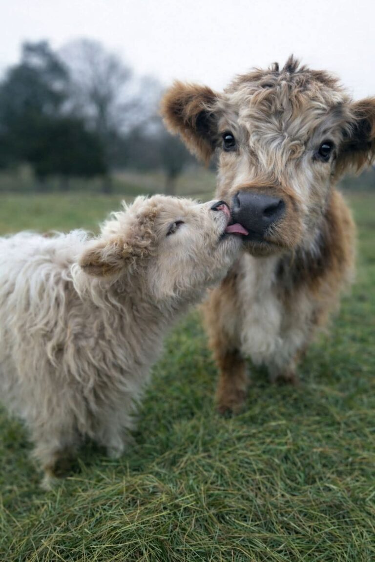 650706099 927785713572010 3803561012617110210 n 768x1152