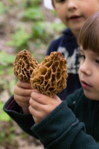 Children looking at morel mushrooms