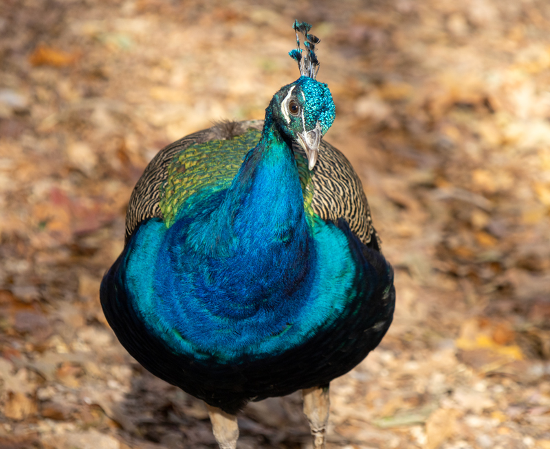 peacock