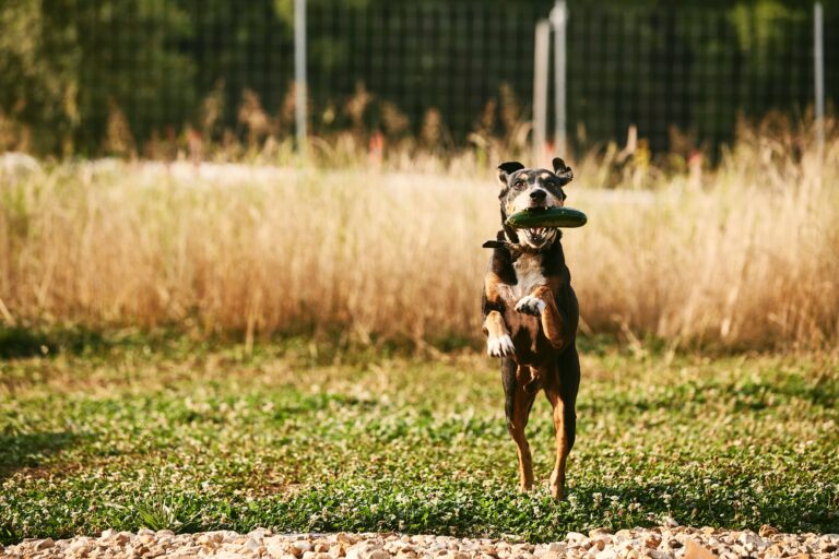 4K Ultra HD JPG 2021 FinleyFarms TheFarm 000126 768x512 1