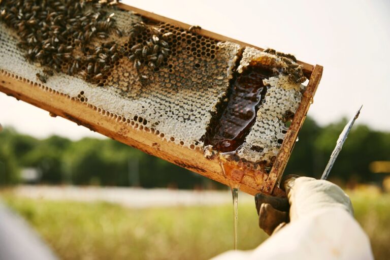 657472825 1349339703895524 3059857481349926278 n 768x512