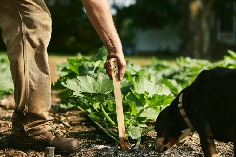 Full HD JPG 2021 FinleyFarms TheFarm 000173 768x512 1